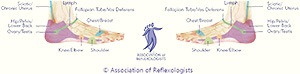 Association of Reflexologists Lateral footmap