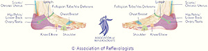 Association of Reflexologists Lateral footmap
