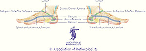 Association of Reflexologists Medial footmap