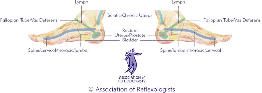 Association of Reflexologists medial footmap
