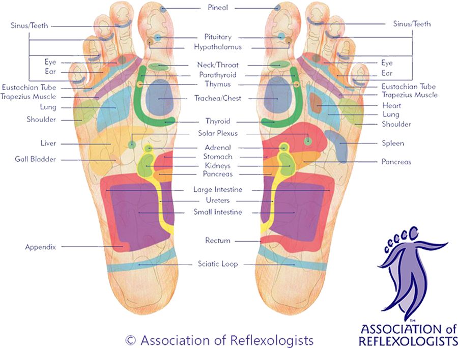 Association of Reflexologists planter footmap